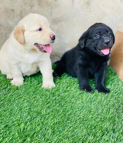 Labradorwelpen