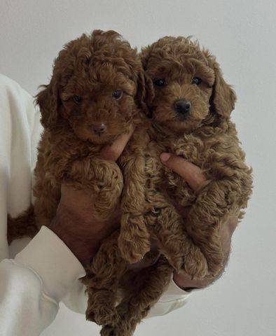Maltipoo Mini-Welpen
