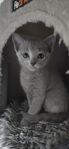 Reinrassige Russisch blau, kitten, Katze, champion linie, Weibchen, Stammbaum, Maine coon, bkh