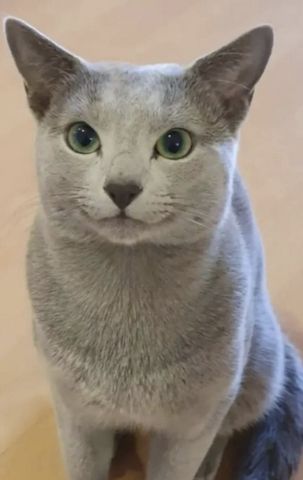 Reinrassige Russisch blau, kitten, Katze, champion linie, Weibchen, Stammbaum, Maine coon, bkh