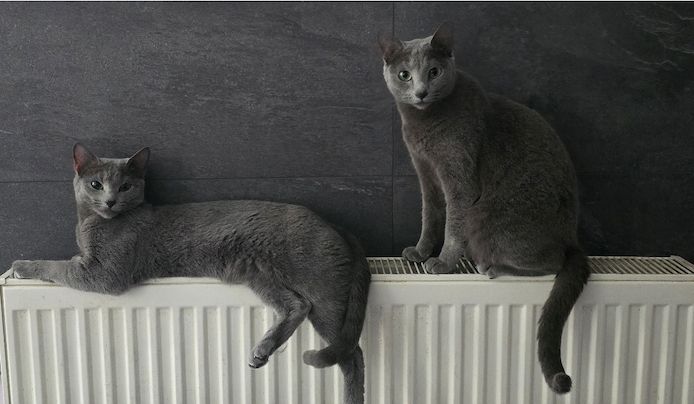 Reinrassige Russisch blau, kitten, Katze, champion linie, Weibchen, Stammbaum, Maine coon, bkh