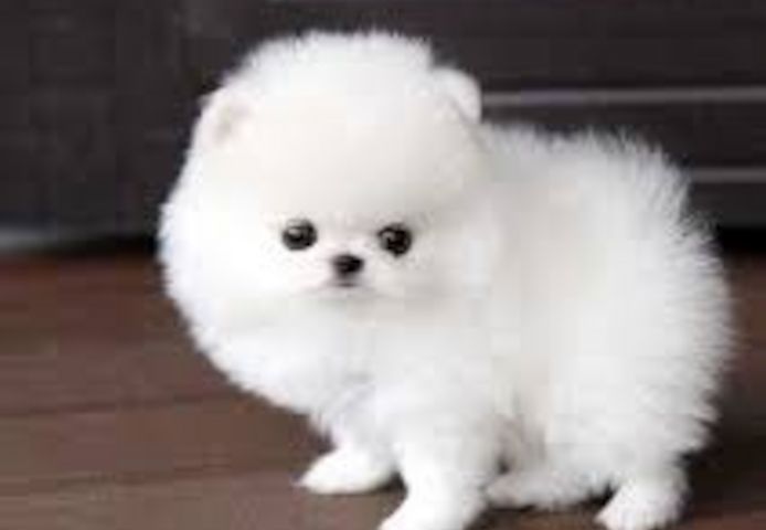 Pomeranian spitz sucht ein neues Zuhause