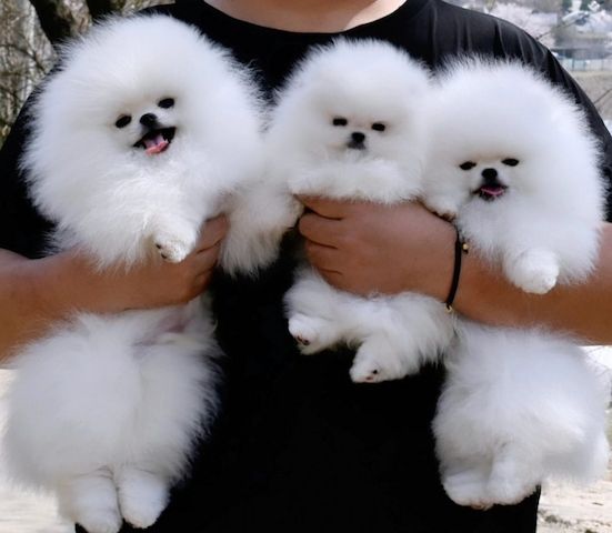 MINI POMERANIAN ZWERGSPITZ BOO WELPEN ZUM VERSCHENKEN