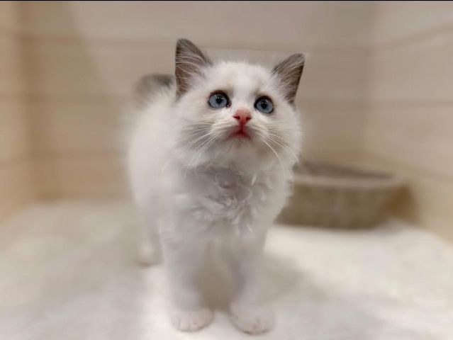 Ragdoll-Katze