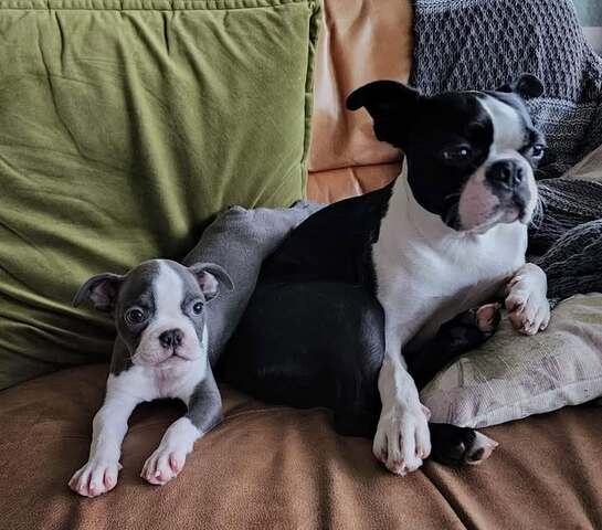 Boston Terrier Welpe sucht ein neues Zuhause.