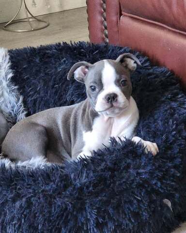 Boston Terrier Welpe sucht ein neues Zuhause.