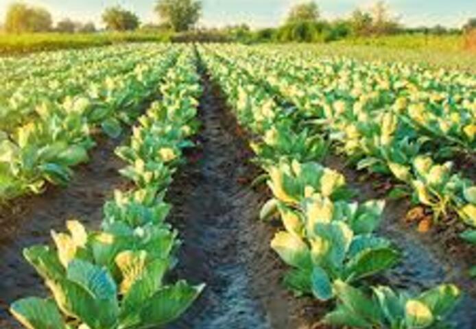 Landwirtschaftliche Projektkredite