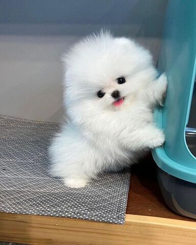 Pomeranian Spitz Welpe