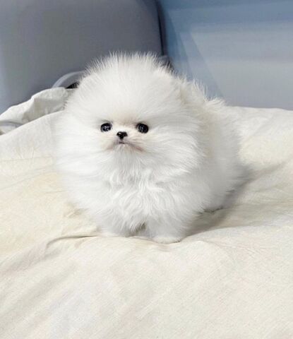 Pomeranian Spitz Welpe