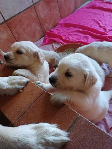 Golden Retriever Welpen in bester Obhut zu verkaufen