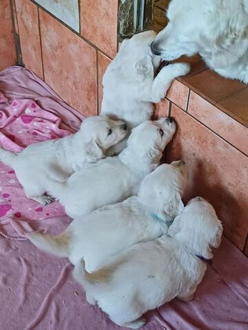 Golden Retriever Welpen in bester Obhut zu verkaufen