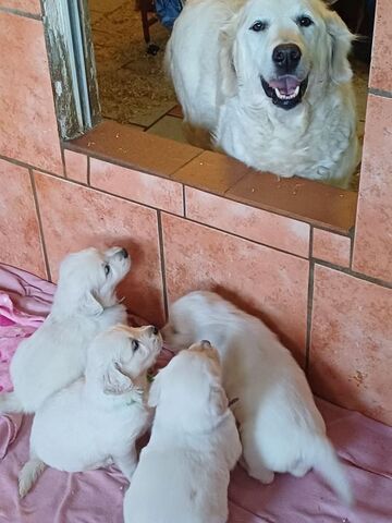 Golden Retriever Welpen in bester Obhut zu verkaufen