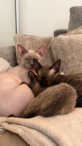 3 Sphynx-Kätzchen zu verkaufen