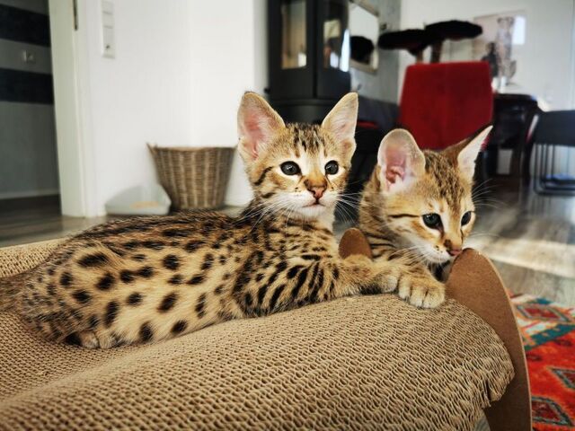 Typvolle F3C Savannah Kätzchen TicaCats