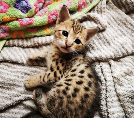 Typvolle F3C Savannah Kätzchen TicaCats