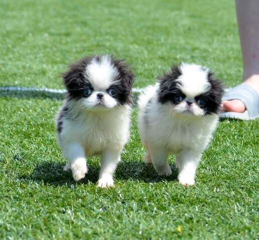 Pekinese verfügbar Pekinese verfügbar