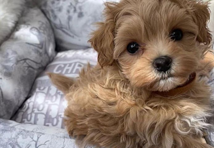 Wunderschöne Maltipoo-Welpen