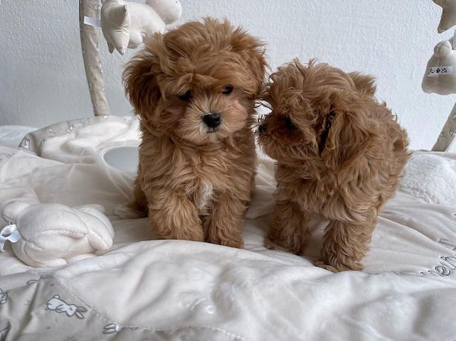 Wunderschöne Maltipoo-Welpen