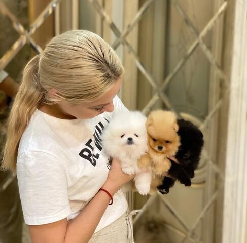 Pomeranian-Welpen