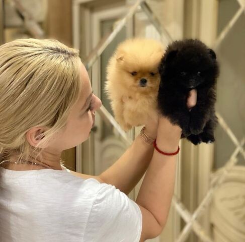 Pomeranian-Welpen