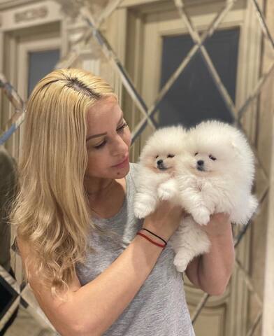 Pomeranian-Welpen