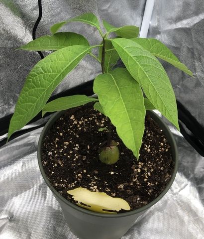 Bio Avocadobäumchen Gesund & kräftig aus eigener Aufzucht