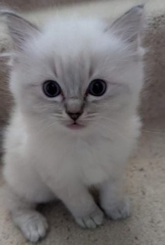 Wunderschöne Ragdoll-Kätzchen (GCCF).