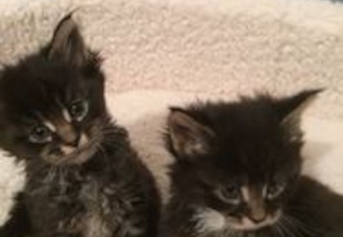 Maine-Coon-Kätzchen mit Stammbaum