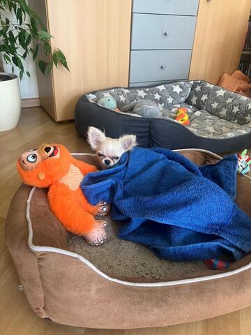 Reinrassiger Langhaar-Chihuahua „Pegasus“ – liebevoller Familienhund sucht neues Zuhause