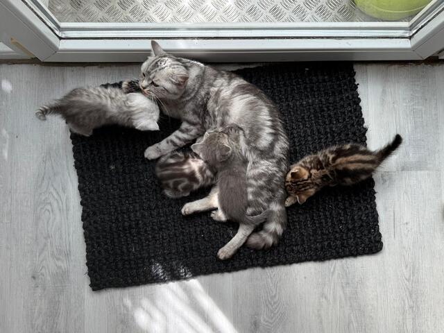 Einmalige Chance: Traumhafte BKH/BLH-Mix „Plüschbärchen“ in liebevolle Hände (Hamburg & Umgebung)