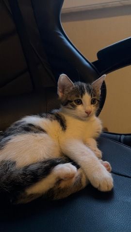 Katzenbaby