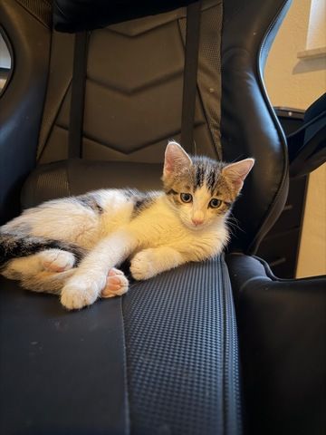 Katzenbaby