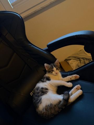 Katzenbaby
