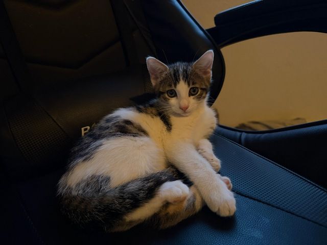 Katzenbaby