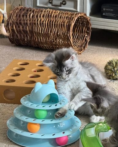 SCHÖNE REINRASSIGE MAINE COON KÄTZCHEN