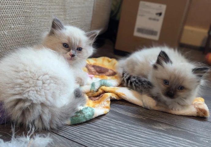 2 wunderschöne Ragdolls suchen ein neues Zuhause.