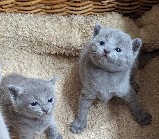 Liebevolle Russisch Blau Kätzchen