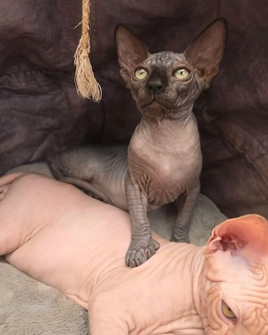 ✨ Sphynx-Kätzchen – jetzt reservieren ✨