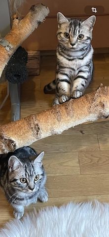BKH Kätzchen .