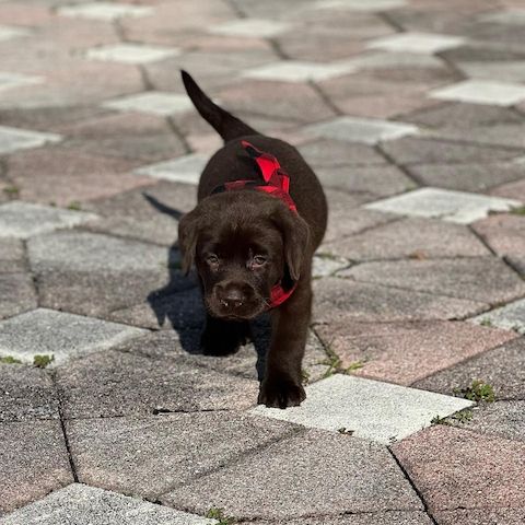 Wunderschöne Labrador Retriever Welpen zu verkaufen