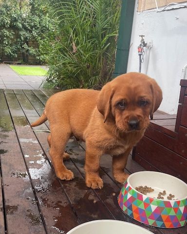 Wunderschöne Labrador Retriever Welpen zu verkaufen