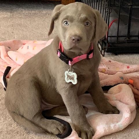 Wunderschöne Labrador Retriever Welpen zu verkaufen
