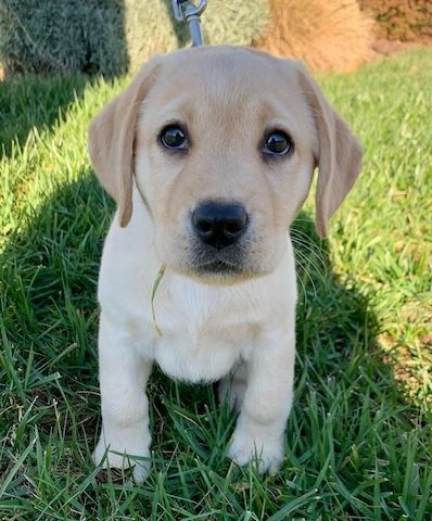 Wunderschöne Labrador Retriever Welpen zu verkaufen
