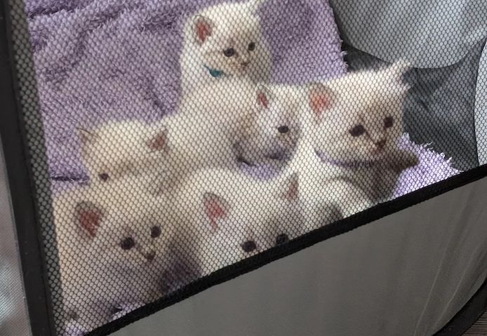 Hochwertige Ragdoll-KÄTZCHEN
