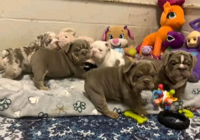 Wunderschöne englische Bulldoggenwelpen (eleuterioengongaobamamikue6@gmail.com )