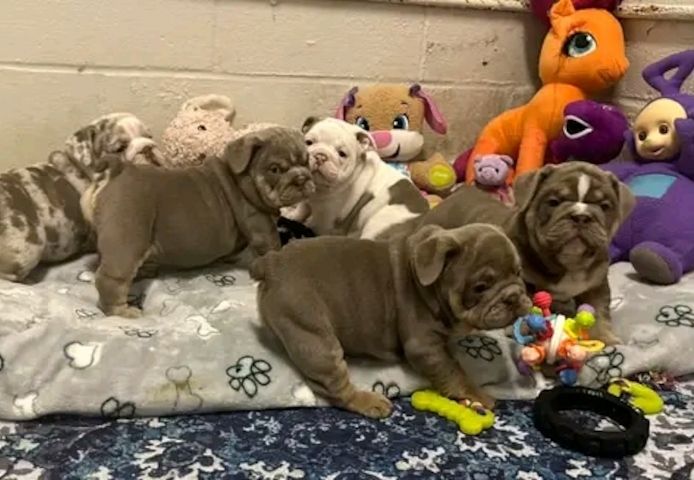 Wunderschöne englische Bulldoggenwelpen (eleuterioengongaobamamikue6@gmail.com )