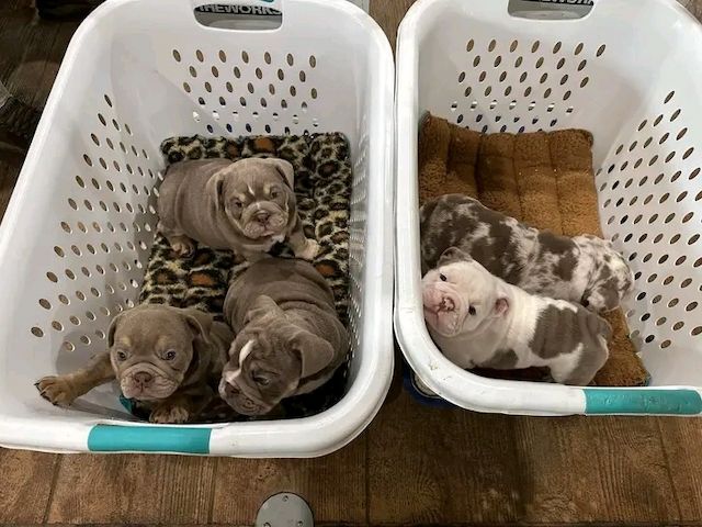 Wunderschöne englische Bulldoggenwelpen (eleuterioengongaobamamikue6@gmail.com )