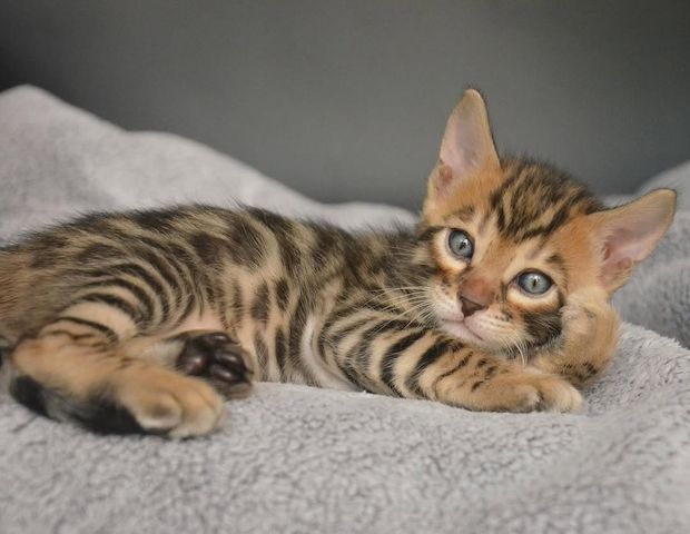 Bengal-Kätzchen 