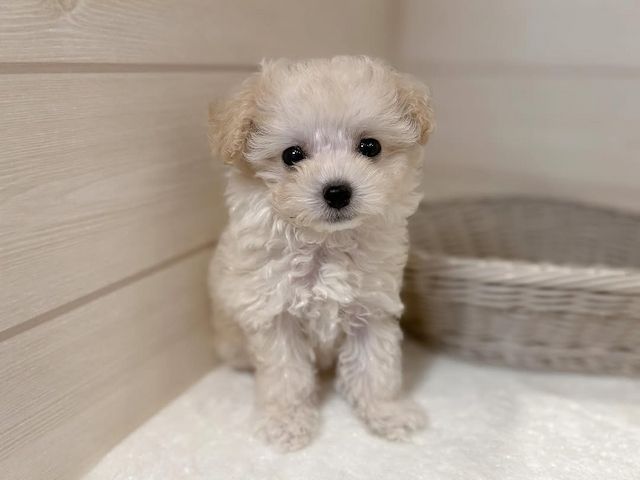 Teacup-Pudel 