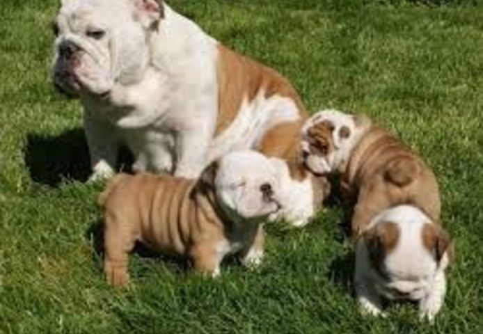 Wunderschöne englische Bulldoggenwelpen (jessicanoemiablessinflustinalo@gmail.com) Wunderschöne englische Bulldoggenwelpen (jessicanoemiablessinflustinalo@gmail.com)